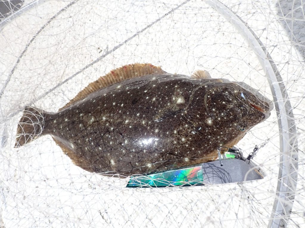 5 29 水 室蘭沖ヒラメ 室蘭 遊漁船 ラブーン