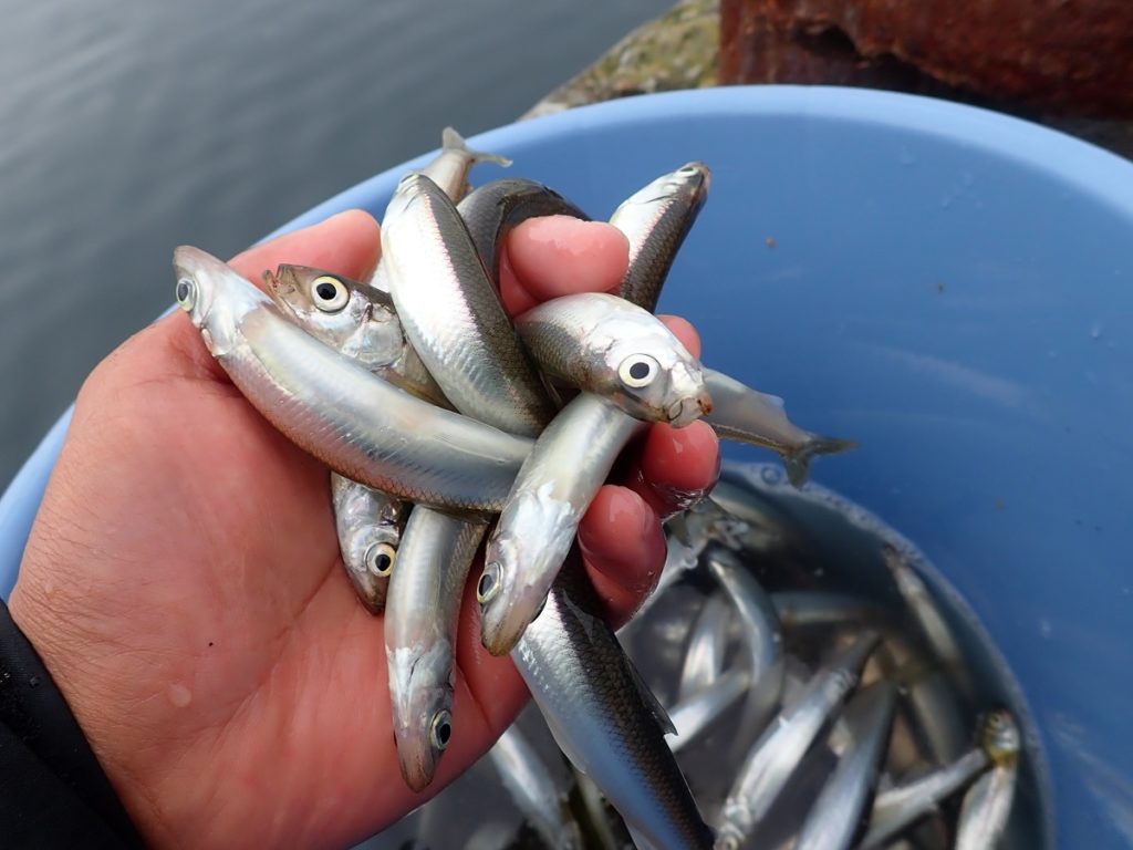 小さなビッグゲーム 室蘭編 室蘭 遊漁船 ラブーン