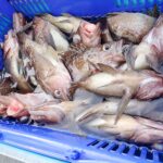 <span class="title">1/7（水）沖根五目釣り</span>