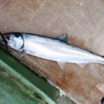 <span class="title">1/17（土）サクラマス釣り</span>